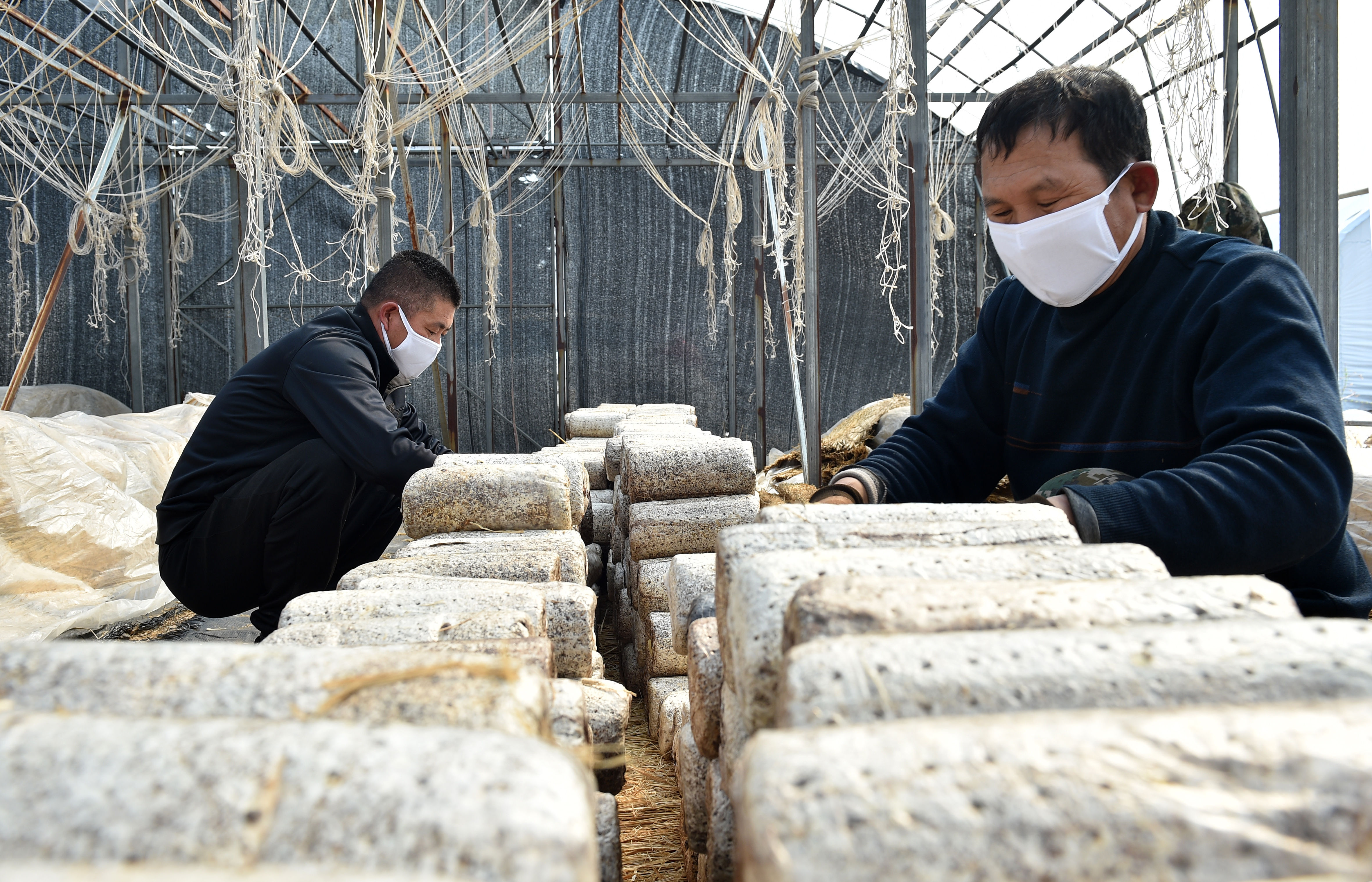 「农户在大棚」新万博manbetx下载app图们:食用菌培植助民增收