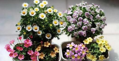  【春天】春天养花的“3忌”，避开了枝繁叶茂，花爆盆，否则花去盆空