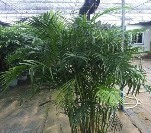  虎皮兰：室内空气差？只需养这“3种花”，空气清新、叶片翠绿，观赏性高