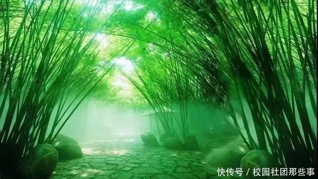  [展现]水墨竹 一样展现竹子的气质