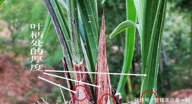  #能力#如何让病后的兰花弱苗复壮怎样才算真正复壮用实例告诉你