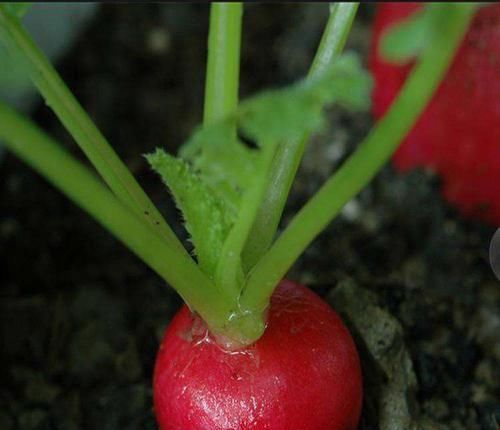  【种植】别人养花我种菜！阳台就种“它”，7天冒芽，30天收获！