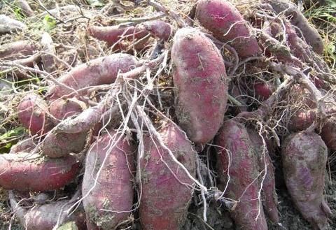  【红薯】亩产高达2吨，刚引进时用于出口，如今5元1斤，却被质疑