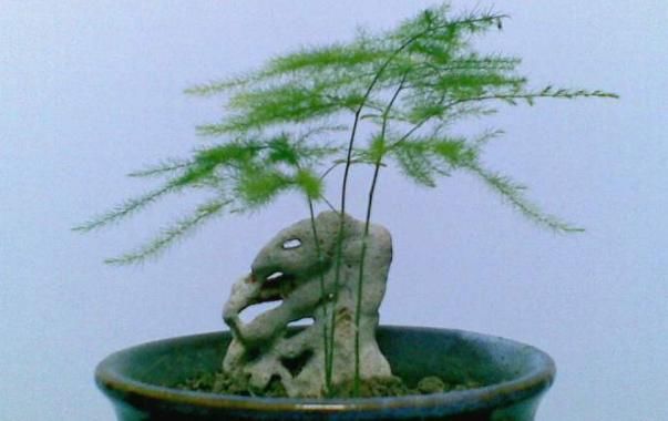 「寓意」懂花的人，只养“3种花”，有“旺财”的寓意，摆在客厅最合适！