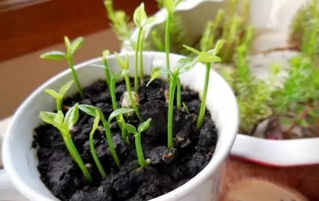 全民@全民养花季,教你6个“养花绝招”,杀害虫促发芽,扦插生根快