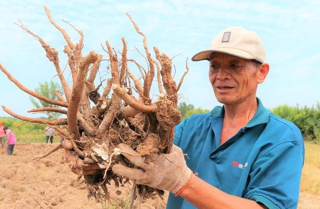  「白芍」农民种植“懒人农作物”，3亩赔本600元，为什么坚持要