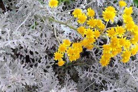 #叶菊可以#它是不用看花的菊科植物,叶片银闪闪,美得发光,耐寒好养
