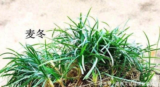  好摄农夫：这两种植物和兰花最容易混淆，简单的2点，就可以区分清楚
