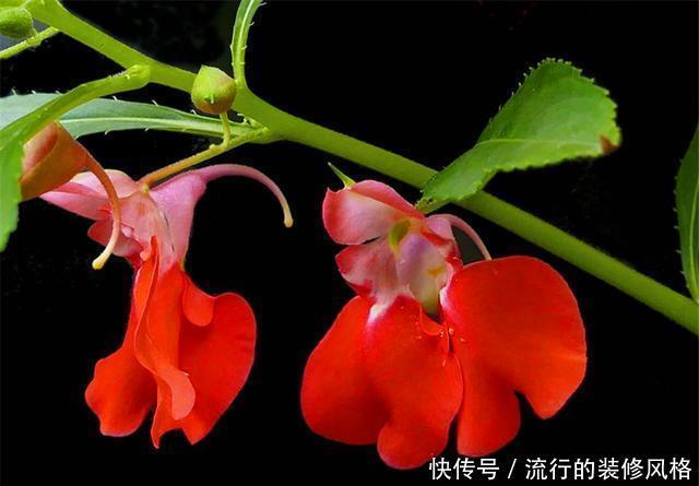 多浇水|家庭盆栽凤仙花,做好“3个多”,花开爆盆香气浓,邻居都羡慕