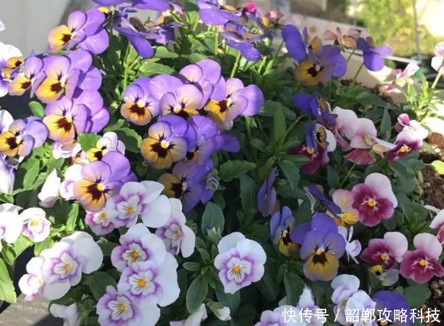 #春天#春天阳台养上“5种花”,美成花园,漂亮花朵,朵朵迷人!