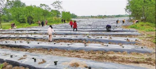  「变形记」湖南常德：“三无村”荒地“变形记”