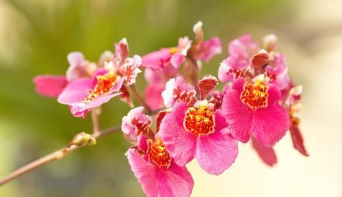  『家里』3种兰花很漂亮，家里养一盆，满屋都飘香，提升品位有面子