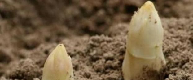  『懒人』农村懒人菜，种一次可以收10年，20元一斤亩收益上万不愁卖