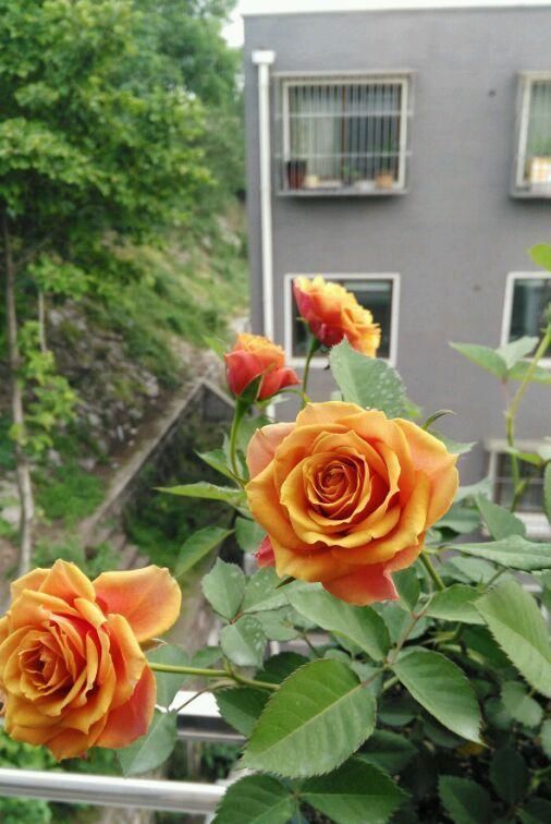  『值得』此种阳台盆栽花，种植容易，株型小，花量大，四季开花，值得拥有