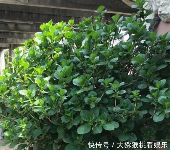 「大缸养」农村淘汰的大水缸,种上月季绣球君子兰,开花刹不住,变成大土豪!