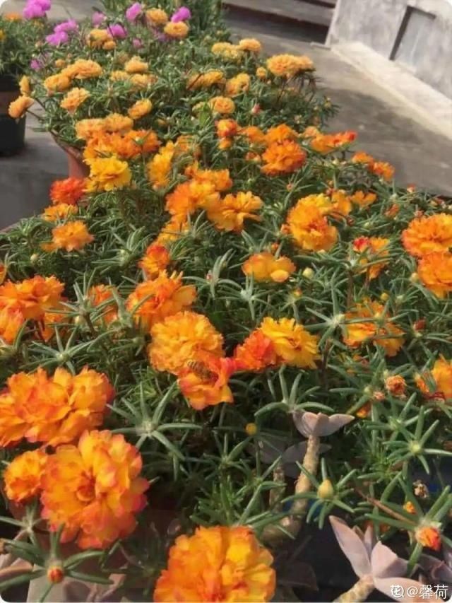 「得像」急性子就养铜钱草,俩月爆满整个家,多得像生物入侵