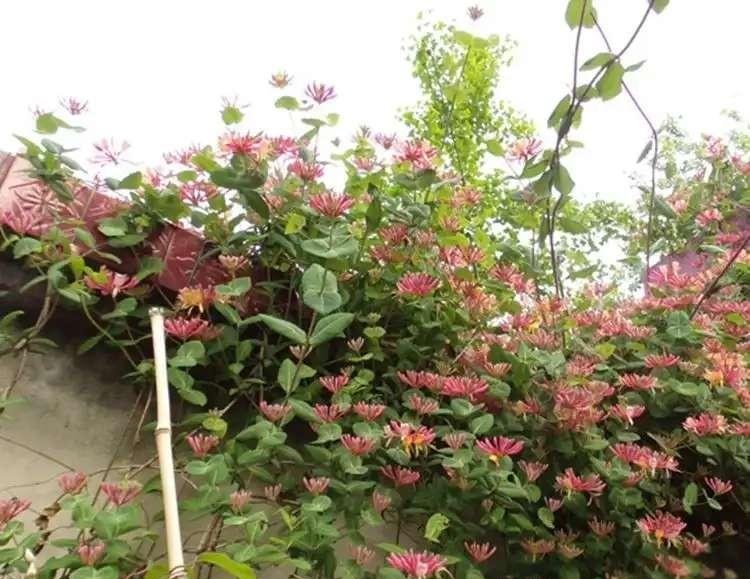  『能力』家中有地方此花要种2棵，花期160天，花开2色，净化空气能力强！