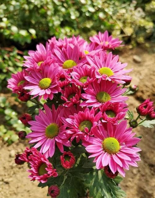  「植物适当」养花小常识，这6点要注意，教你正确养花，保持株形美观
