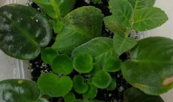  『豆瓣绿』这几种植物插个叶子就能养活，不用出去买，别再傻傻的花钱了！