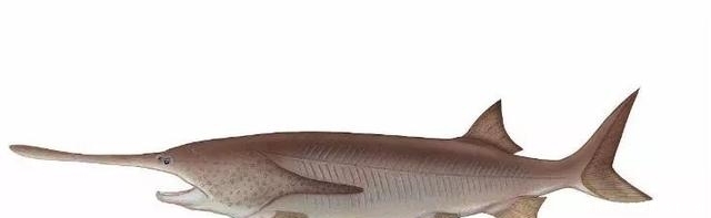  中华鲟|又一个物种灭绝，中国淡水鱼之王未能跨入2020……