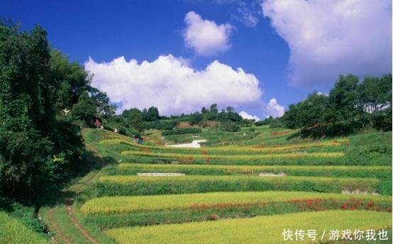 农民看到就拔的“丑草”，城里人拿它泡茶、炒蛋，一年能卖3万多