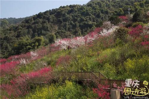 花开成海！再过一周重庆将美翻全国，14处美景玩转这个春天！