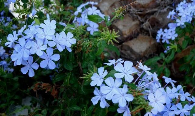  【朱顶红】阳台种上5种花，花开不断，一年四季有花赏！