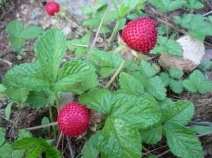  「草莓」农村田边的一种“小草莓”，30年前小孩天天吃，城里人