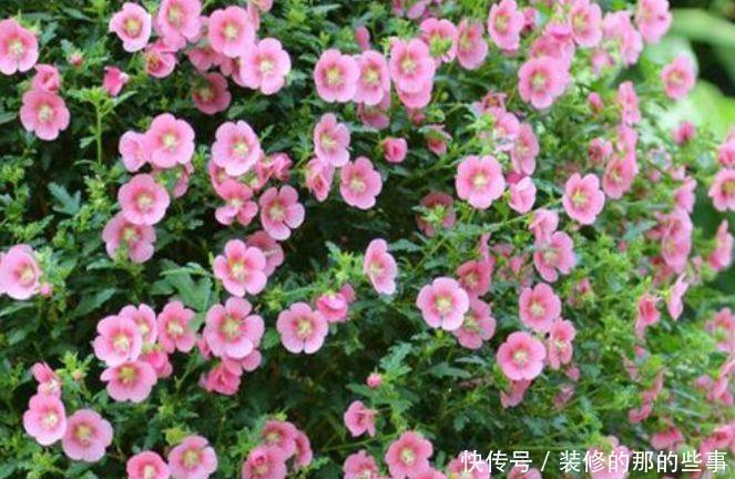 『喜欢』新手喜欢养护花卉,就选择花色绚丽,花期长,美丽漂亮的5种花卉