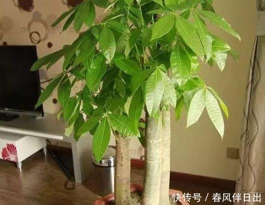  【日常】看腻了绿萝、吊兰，就居家养盆发财树，日常注意3点枝繁叶茂