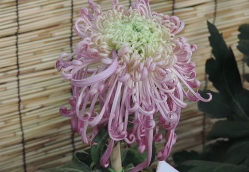  『系列』喜欢菊花，就养盆“盘龙系列菊花”盘龙梦娇，龙飞凤舞，灵动飘逸