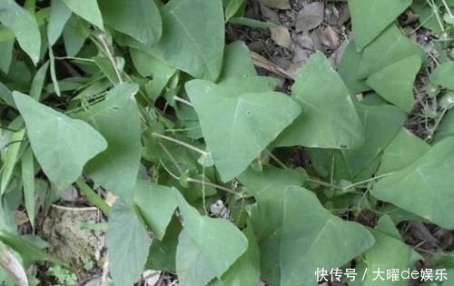 「三角形」路边有“1种野草”奇特,被称为“杠板归”,叶片三角形,珍贵!