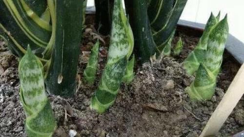  『虎皮』“豆腐渣”能养花，种植绿萝、虎皮兰的时候，埋花盆里，变肥料！