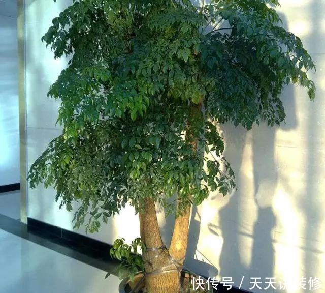  [幸福树]有“讲究”的人都喜欢这“3种树”，叶多枝壮，摆在家中纳福养人