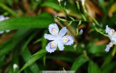  『荫蔽』扁竹根，别名蝴蝶花，生于较荫蔽而湿润的草地，花淡紫色或蓝紫色