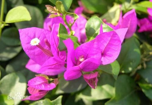  【叶子花】光叶子花，别名三角梅，花紫色或洋红色