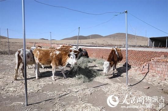  『疫情防控』内蒙古：条条战线复工忙 恢复“人间烟火气”