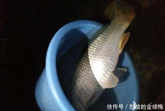 「分享」给大家分享一个饵料配方,昨天去试用,收获了两条野生大鲤鱼!