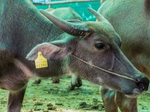  【老人】农村老人都说养牛先种草，当地没有草料对养牛有多大影