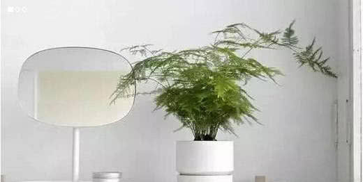  『耐养不说』我家养了3盆花，好看耐养不说，还能“旺运”！