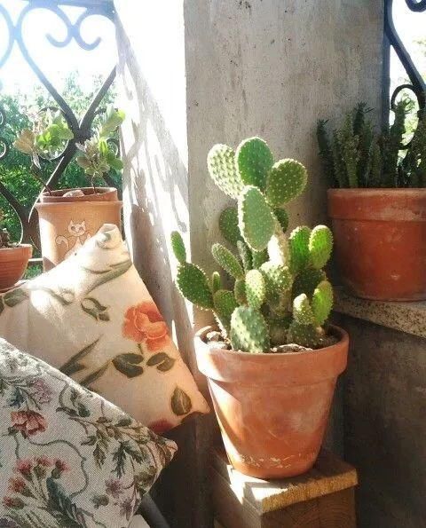  #适合#这些耐阴植物养办公室桌面上很适合，养几年都不会挂