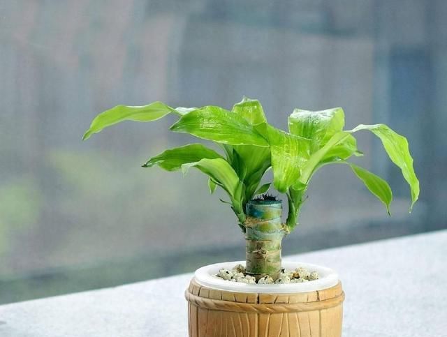  「植物」喜欢水培植物就养这几种，养了保证不后悔！