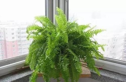  『绿萝』卫生间养上这4种植物，可以很好的去除异味