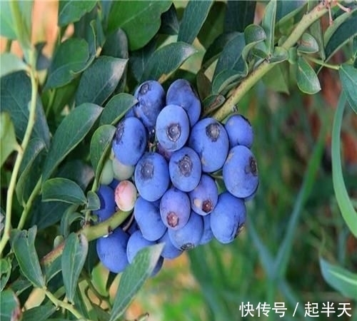 树苗盆栽:开春了,不管阳台大小!建议种这果苗,简单易活,果子随手摘