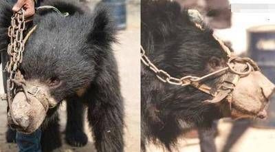 跳舞熊的背后:拔掉尖牙,烧红铁棍穿鼻子,疼