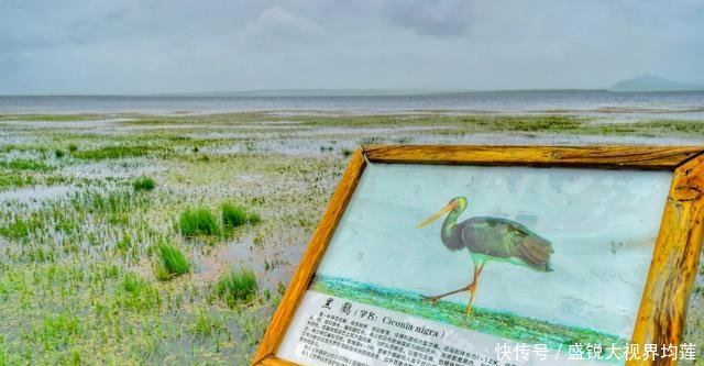 甘肃最大高原淡水湖变迁史 曾三次干涸见底 20年“长”大五倍！