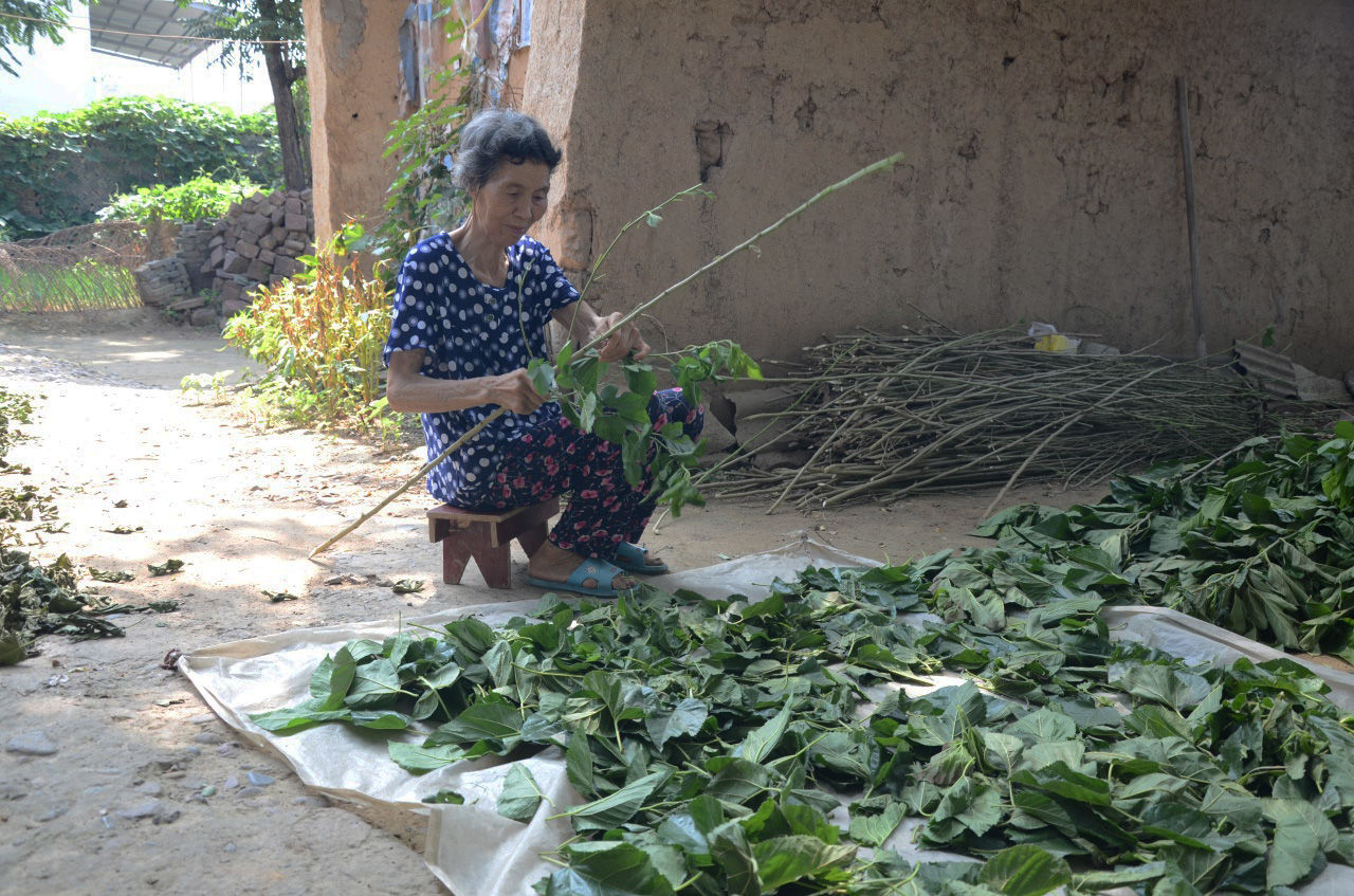 农村七旬老人植桑制杈50年，一年做五百杆桑杈，感叹手艺要消失