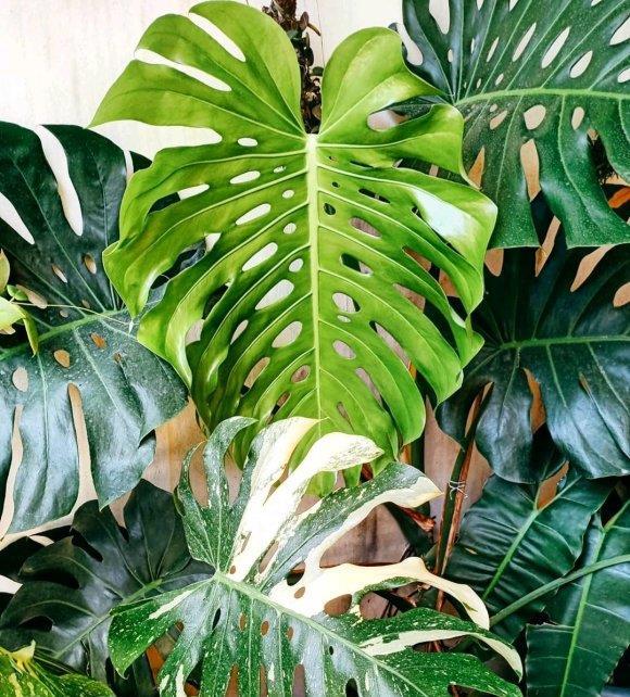  『气温』客厅养龟背竹，谨记“4点”，叶子大开背早，不倒伏，长的高