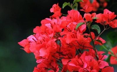  『漂亮』喜欢在家中养护花卉，就向大家推荐3种漂亮的花花，是养花的必备