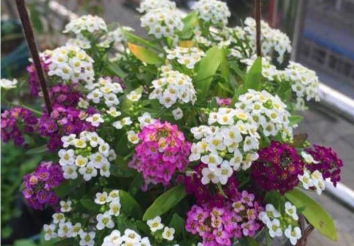  #迷人#喜欢阳台养花 ，这几款小花不能少，好养好看花期长，开花不断好迷人